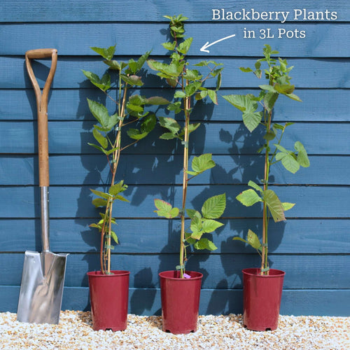 'Black Butte' Blackberry Plants Soft Fruit