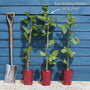 'Black Butte' Blackberry Plants Soft Fruit