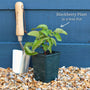 'Loch Ness' Blackberry Plants Soft Fruit