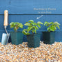 'Loch Ness' Blackberry Plants Soft Fruit