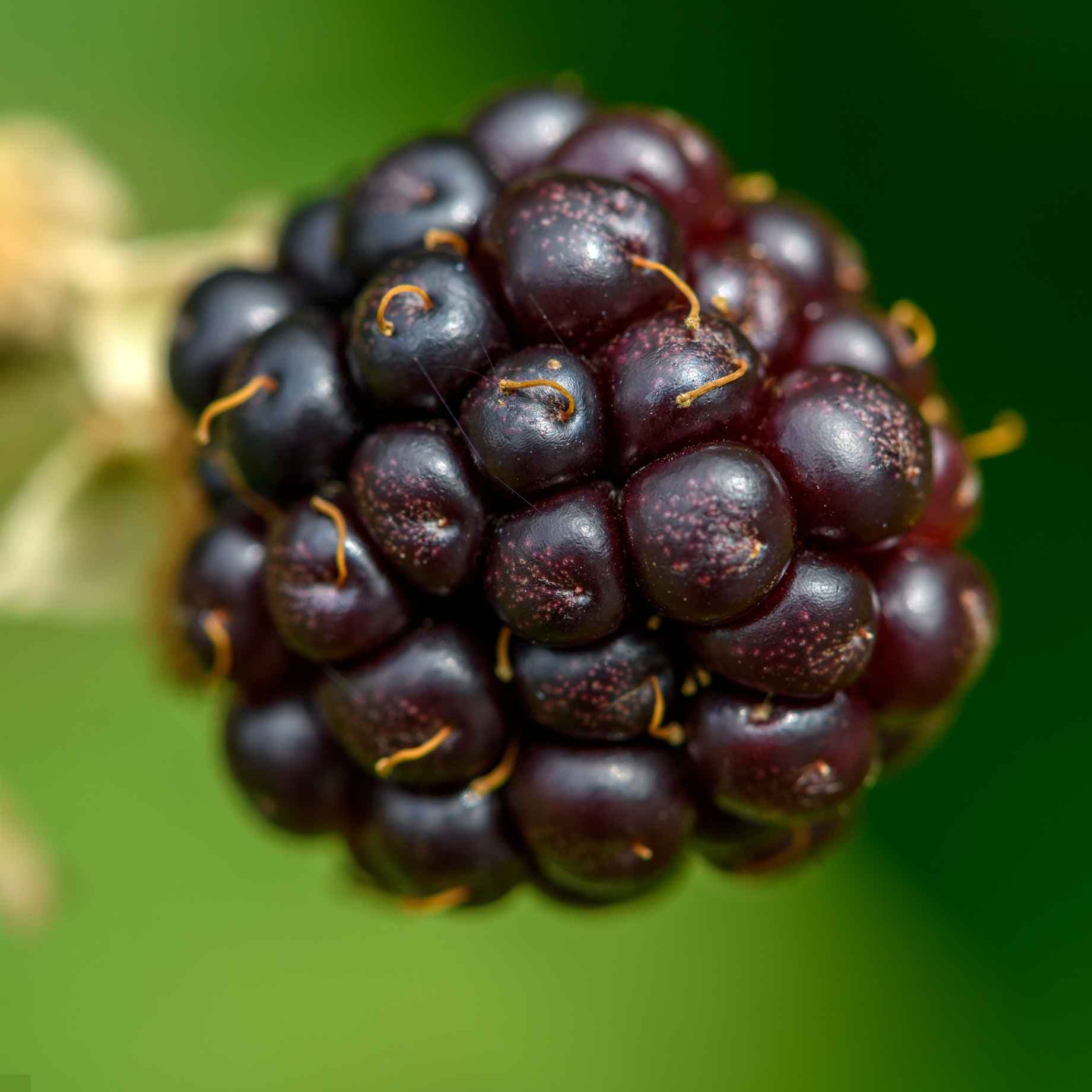 'Columbia Star' Blackberry Plant