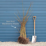 Thornless Blackberry Plant | Rubus fruticosus 'Waldo' Soft Fruit