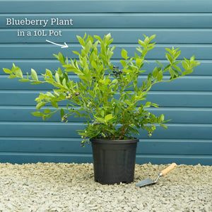 'Goldtraube' Blueberry Bush Soft Fruit