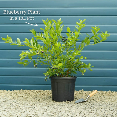 'Goldtraube' Blueberry Bush Soft Fruit