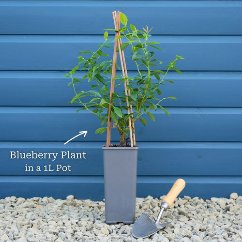 'Pink Lemonade' Blueberry Bush Soft Fruit