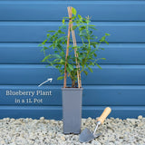 'Pink Lemonade' Blueberry Bush Soft Fruit
