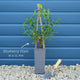 'Pink Lemonade' Blueberry Bush Soft Fruit