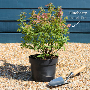 'Pink Lemonade' Blueberry Bush Soft Fruit