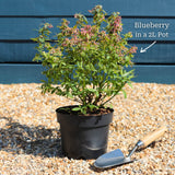 'Pink Lemonade' Blueberry Bush Soft Fruit