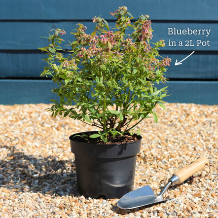 'Pink Lemonade' Blueberry Bush Soft Fruit