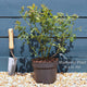 'Pink Lemonade' Blueberry Bush Soft Fruit