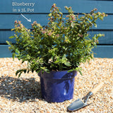 'Sunshine Blue' Evergreen Blueberry Bush Soft Fruit