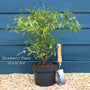 'Sunshine Blue' Evergreen Blueberry Bush Soft Fruit