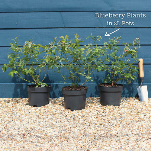 'Pink Lemonade' Blueberry Bush Soft Fruit