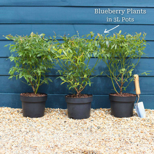 'Sunshine Blue' Evergreen Blueberry Bush Soft Fruit