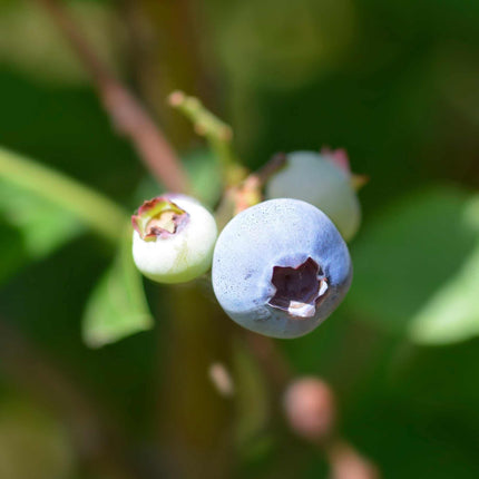 'Brigitta' Blueberry Bush Soft Fruit