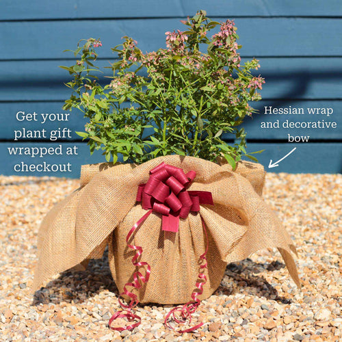 'Sunshine Blue' Evergreen Blueberry Bush Soft Fruit