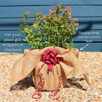 'Sunshine Blue' Evergreen Blueberry Bush Soft Fruit