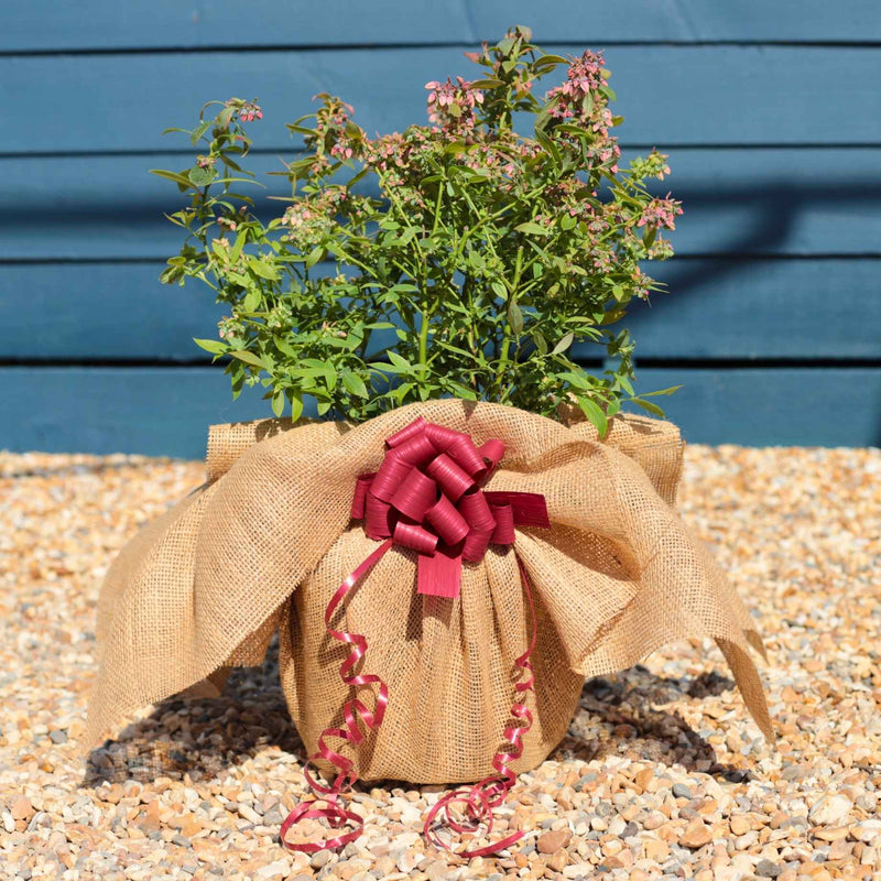 Pink Blueberry Bush Gift Gift Option