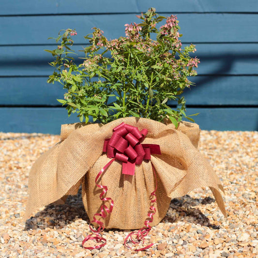 Pink Blueberry Bush Gift Gift Option