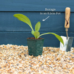 Borage Plant Vegetables