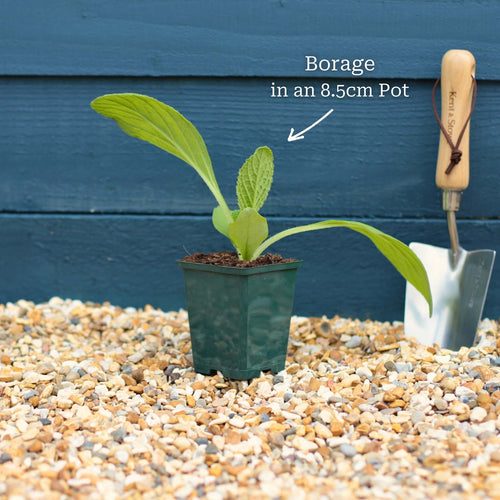 Borage Plant Vegetables