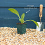Borage Plant Vegetables