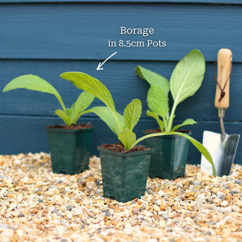 Borage Plant Vegetables