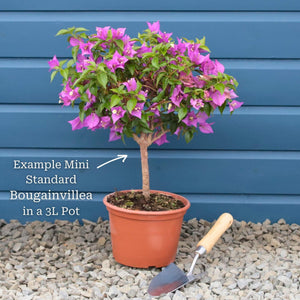 Purple Bougainvillea 'Alexandra' Climbing Plants