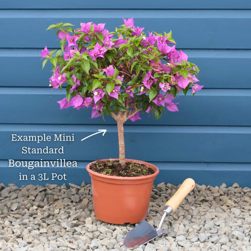 Purple Bougainvillea 'Alexandra' Climbing Plants
