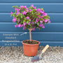 Purple Bougainvillea 'Alexandra' Climbing Plants