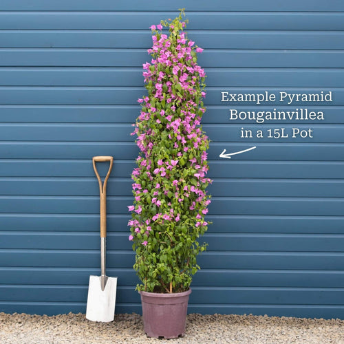 Purple Bougainvillea 'Alexandra' Climbing Plants