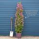 Purple Bougainvillea 'Alexandra' Climbing Plants