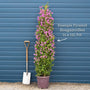 Purple Bougainvillea 'Alexandra' Climbing Plants