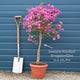 Purple Bougainvillea 'Alexandra' Climbing Plants