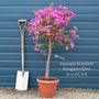 Purple Bougainvillea 'Alexandra' Climbing Plants