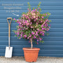 Purple Bougainvillea 'Alexandra' Climbing Plants