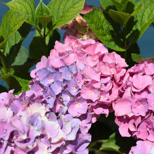 Hydrangea macrophylla 'Bouquet Rose' Shrubs