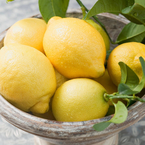 Pyramid Lemon Tree | 4 Seasons Lemon Gift Option