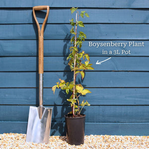 Boysenberry Bush | Rubus Soft Fruit