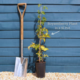 Boysenberry Bush | Rubus Soft Fruit