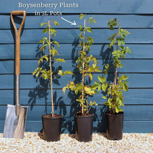 Boysenberry Bush | Rubus Soft Fruit
