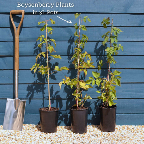 Boysenberry Bush | Rubus Soft Fruit