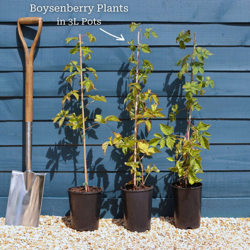 Boysenberry Bush | Rubus Soft Fruit