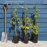 Boysenberry Bush | Rubus Soft Fruit