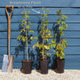 Boysenberry Bush | Rubus Soft Fruit