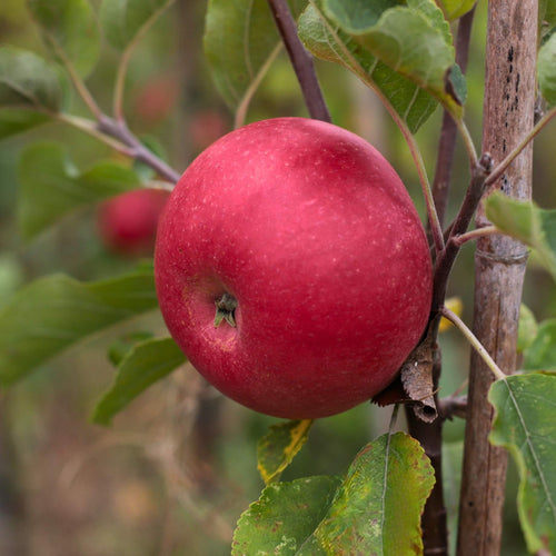 'Braeburn Hillwell' Apple Tree Fruit Trees