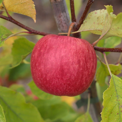'Braeburn Hillwell' Apple Tree Fruit Trees