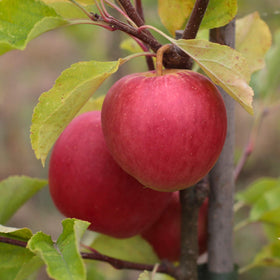 'Braeburn Hillwell' Apple Tree Fruit Trees