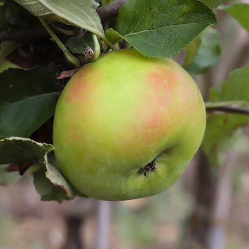 'Bramley's Seedling' Apple Tree Fruit Trees